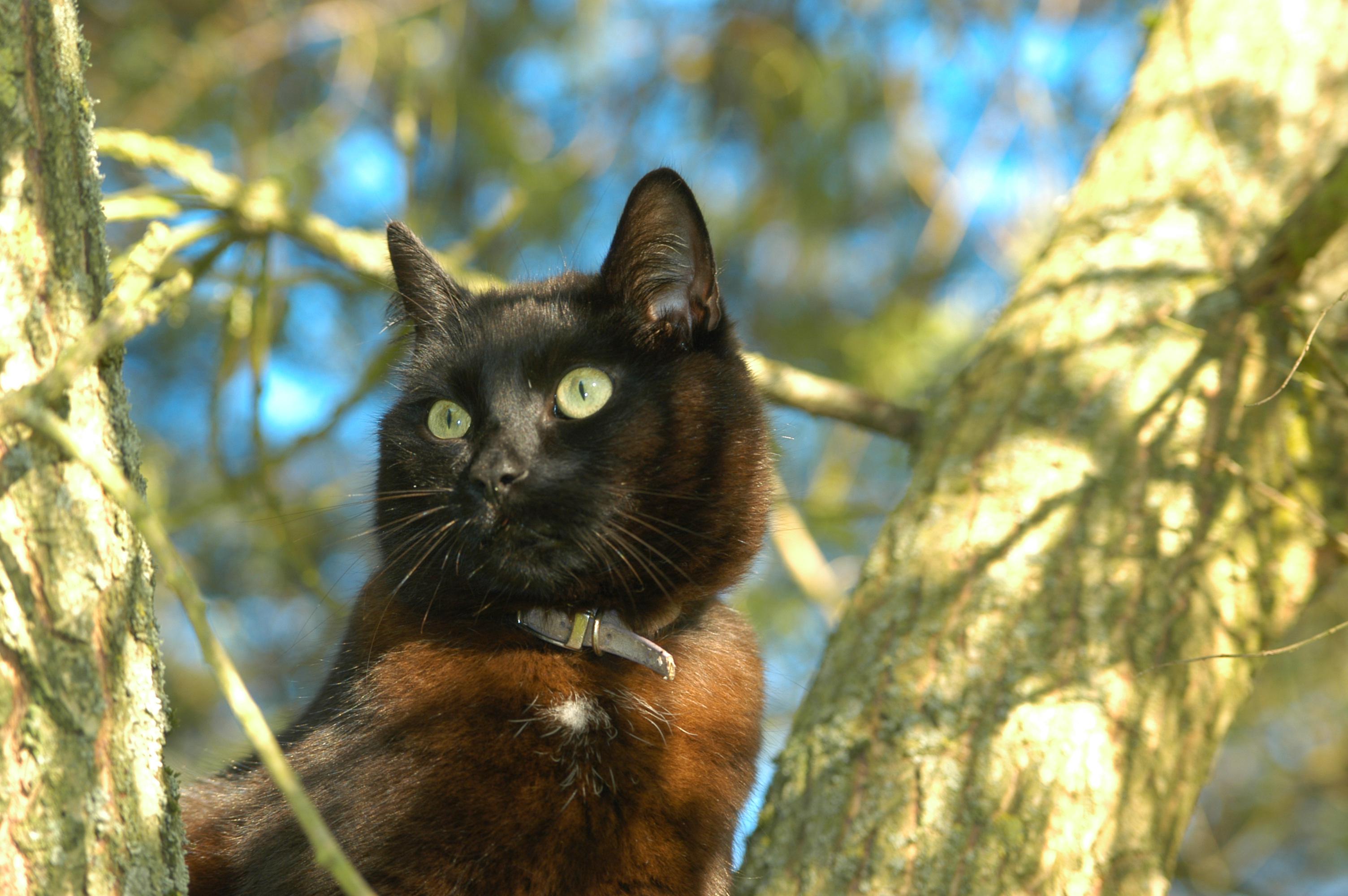 Veterinrn poradna: Me se koka nakazit praivinou?