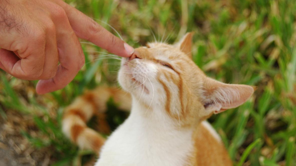 Veterinrn poradna: Pskn v nose pi nmaze