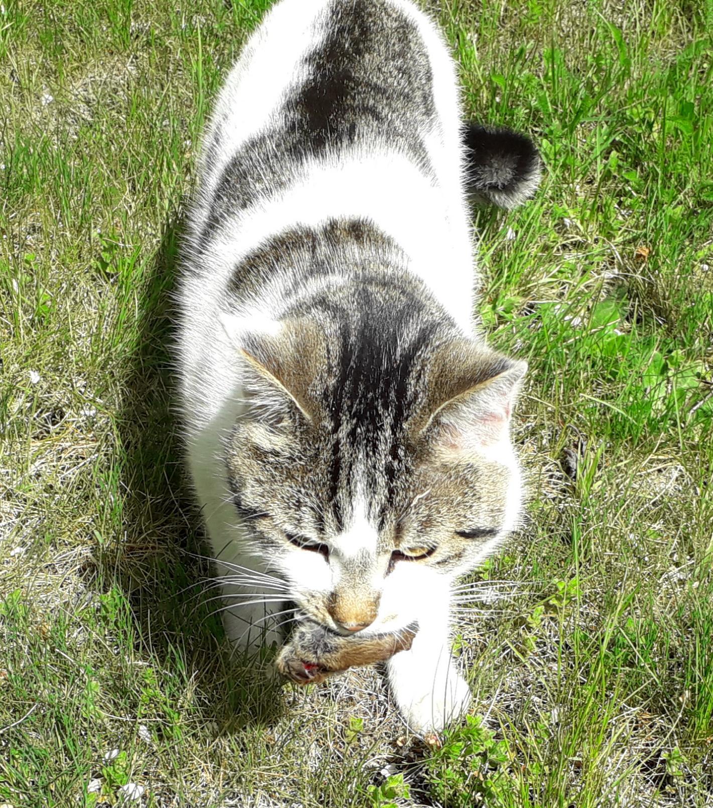 Veterinrn poradna: Me koce ukodit otrven hlodavec?