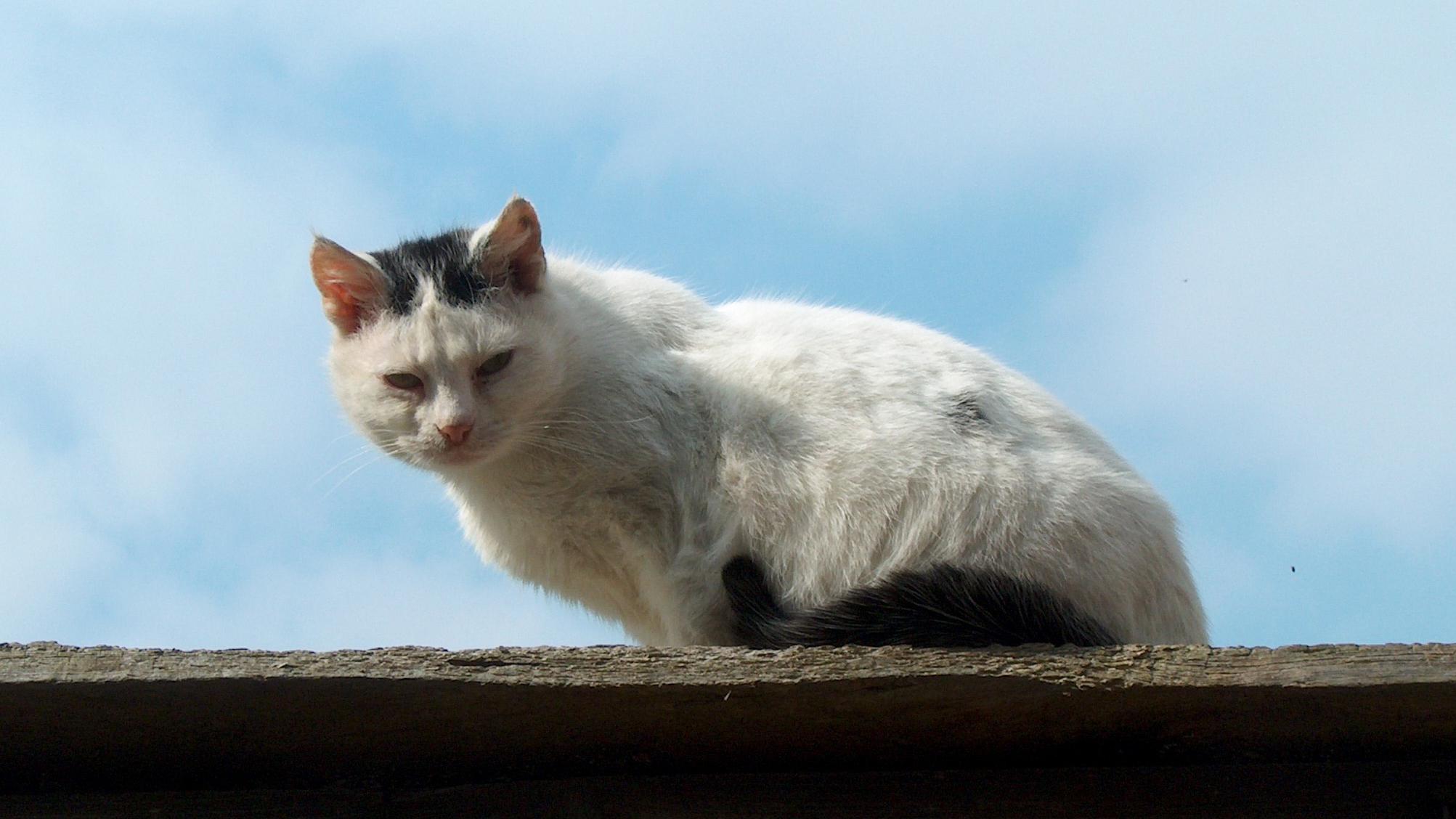 Veterinrn poradna: Co proti stresu u kocourka?