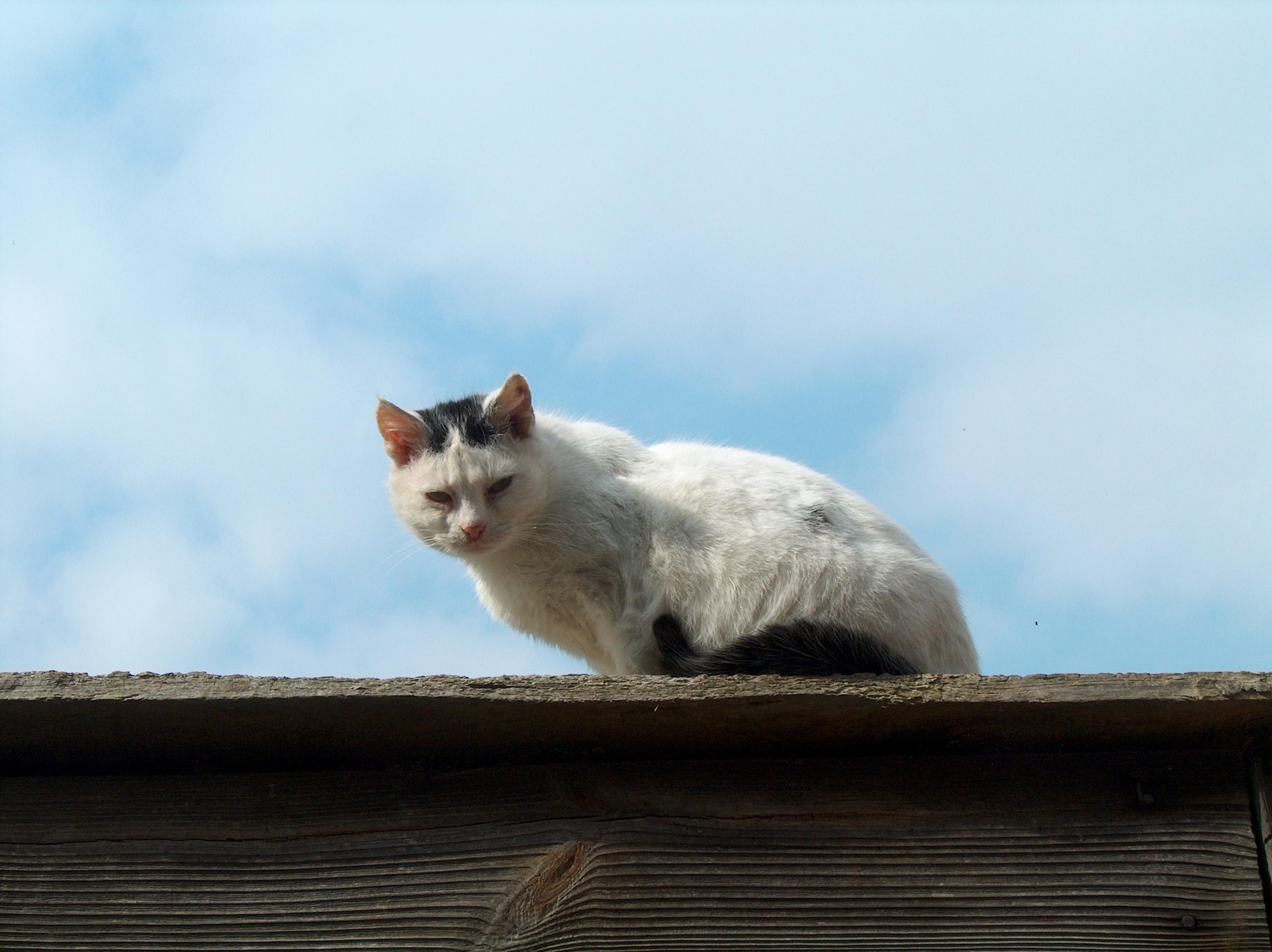 Veterinrn poradna: Co proti stresu u kocourka?