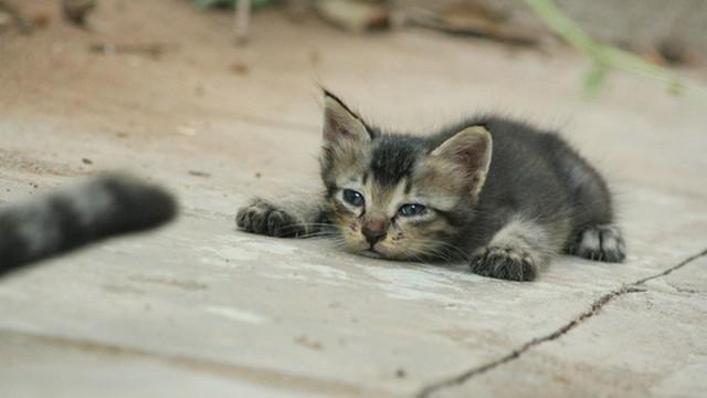 Veterinrn poradna: Prjem u koat - d se lit tritrichomoniza?