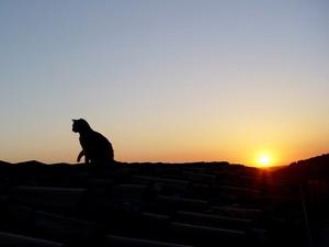 Veterinrn poradna: Kocour nem zjem o jdlo - pome kastrace?