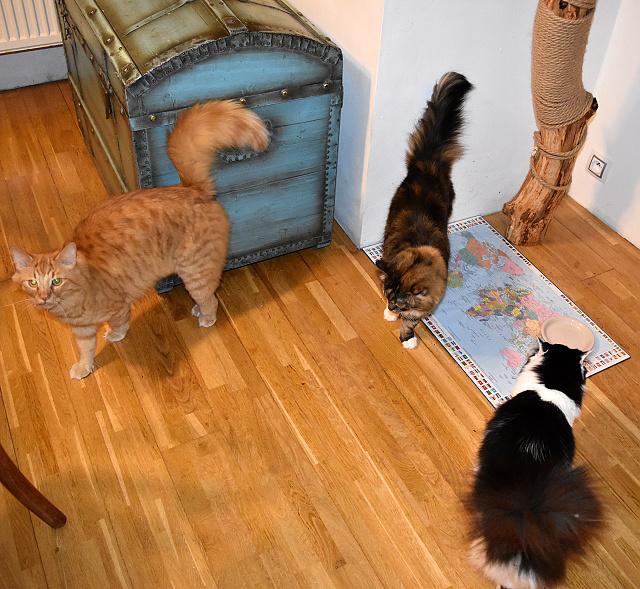 Ko�ka dne