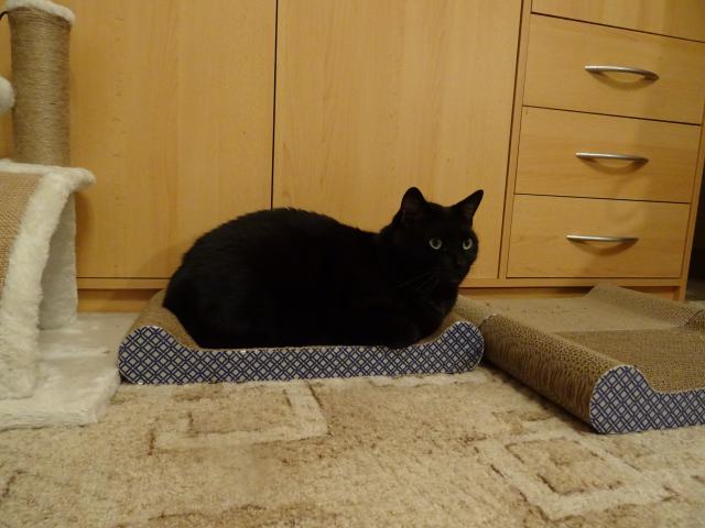 Ko�ka dne